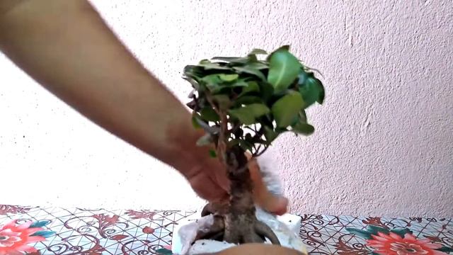 Unboxing Ficus Plant Bonsai