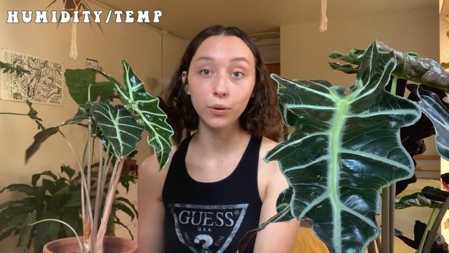 ALOCASIA POLLY PLANT CARE | Dormancy, Propagation + More! | Alocasia Amazonica