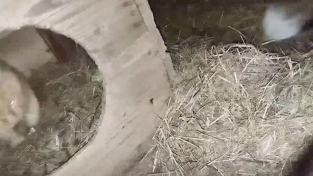 1335. Дикая лиса Маркиза и кот Амур, кот приходит в гости. смотреть онлайн