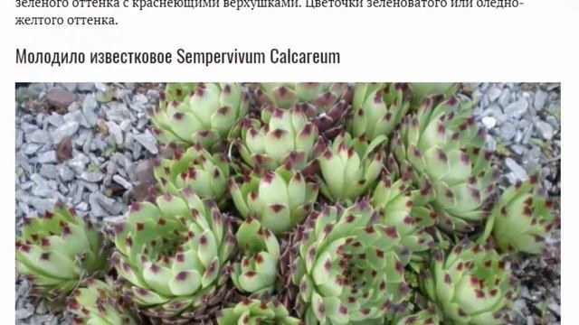 Посадка и уход за молодилом в открытом грунте Выращивание из семян Зимовка Фото видов смотреть онлайн