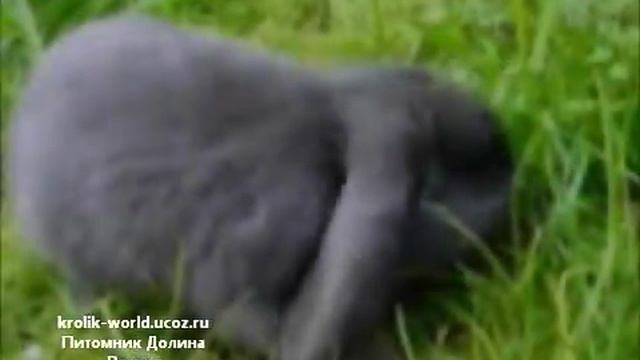 Карликовые кролики из Долина Ветров смотреть онлайн