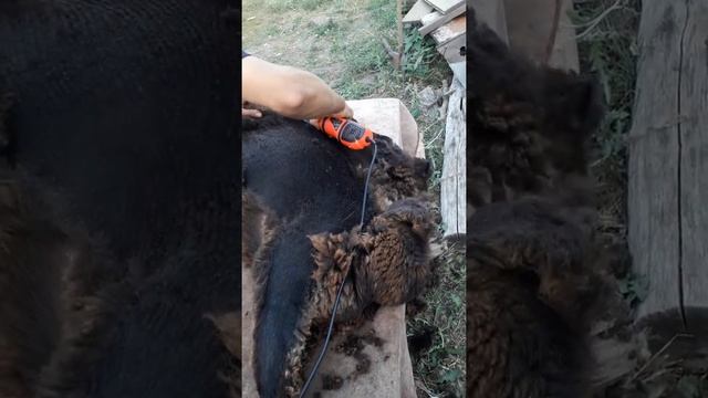 Стрижка овец машинкой EWE 3000 смотреть онлайн
