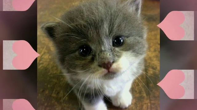 Это интро я сделал от души для Лизуни Кашуни надеюсь оно тебе понравится смотреть онлайн