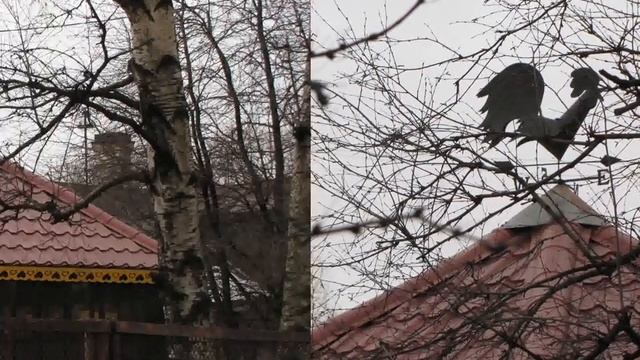 Красивый петушок на крыше смотреть онлайн