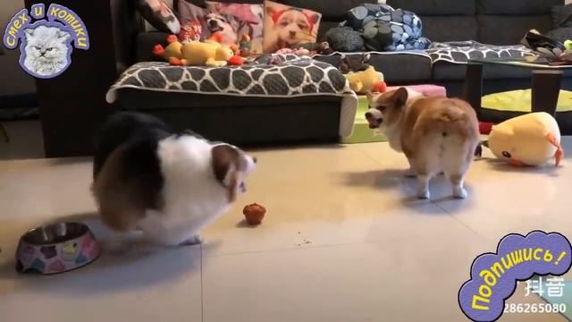 Вражда Двух Корги смотреть онлайн