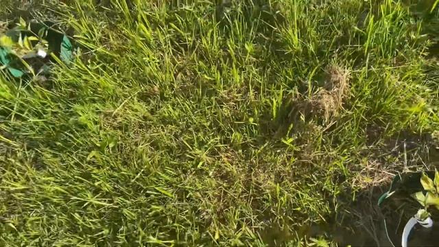 Как чувствуют себя растения после заморозков. Минус колеус