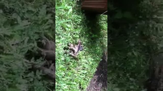 Snake attacking bat смотреть онлайн