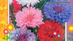 Василек синий Смесь окрасок. Краткий обзор, описание характеристик, где купить семена