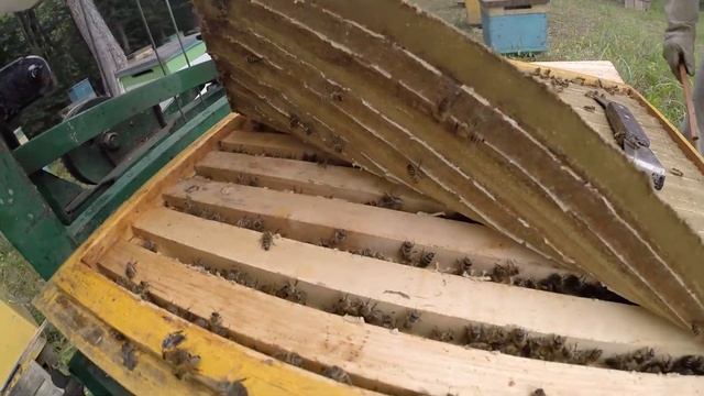 Собираю мёд на границе Уссурийского заповедника. смотреть онлайн