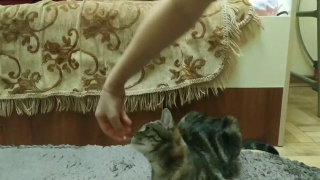 Я умею выполнять команды! | Марта - кот учёный 🤓👍 | Кис - кис через дефис.