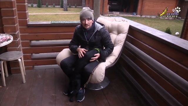 Купить щенка спаниеля в Москве смотреть онлайн