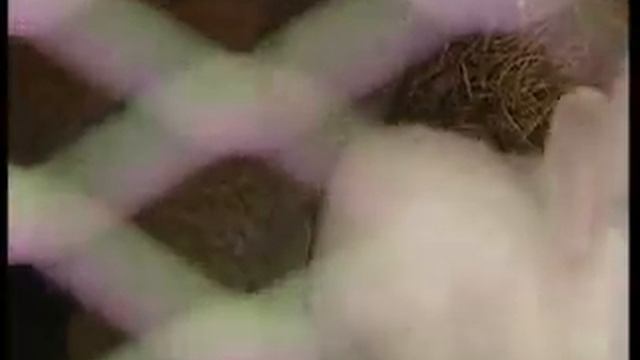 КРОЛИКИ РОДИЛИСЬ смотреть онлайн