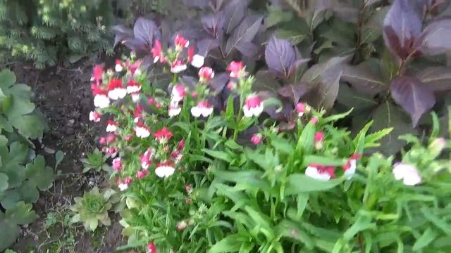 Прогулка по цветнику на 22. 08. 2021г. смотреть онлайн