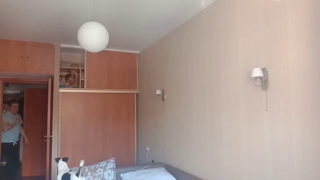 джек рассел терьер и кот смотреть онлайн