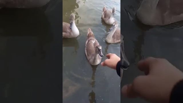 Лебедь - Шипун! Как злится ЛЕБЕДЬ! #shorts смотреть онлайн