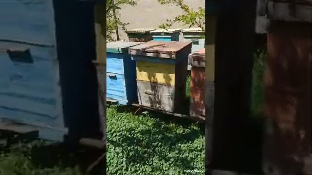 Размножение пчёл! Вывод маток ? смотреть онлайн