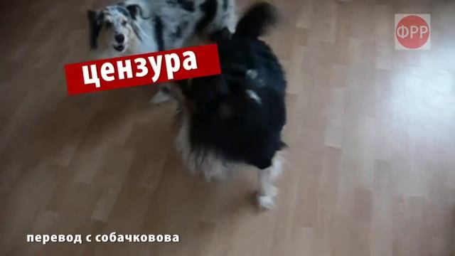 Джойки Маньки - Стих // собаки // шелти // Жизнь в деревне смотреть онлайн