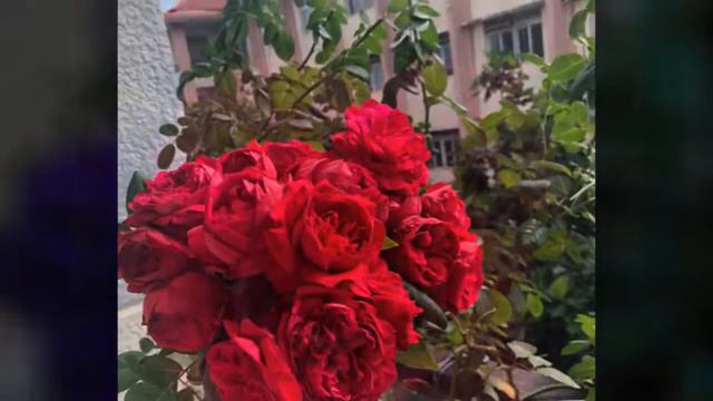 Red eden rose смотреть онлайн