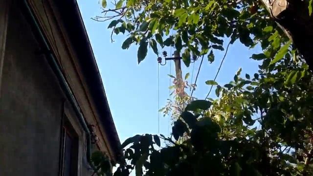 Невероятно! Ужасные звуки цикады в Одессе смотреть онлайн