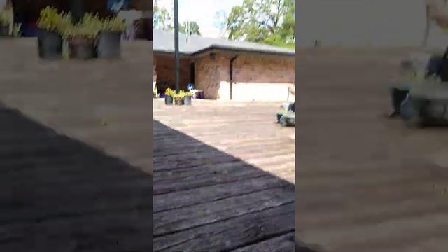 SAVING A PRAYING MANTIS FROM A BUG ZAPPER!! MISSION ACCOMPLISHED!!! смотреть онлайн