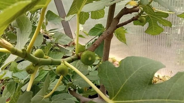 инжир, как кормить в горшечной культуре и немного по уходу