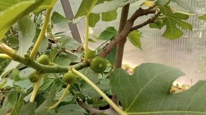 инжир, как кормить в горшечной культуре и немного по уходу