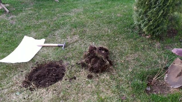 Пересадка метельчатой гортензии. Сажаю на постоянное место. Посадка по всем правилам. смотреть онлайн