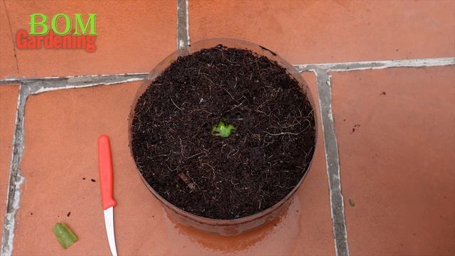 Grow a lemon tree from a lemon, Unexpected results after a week смотреть онлайн