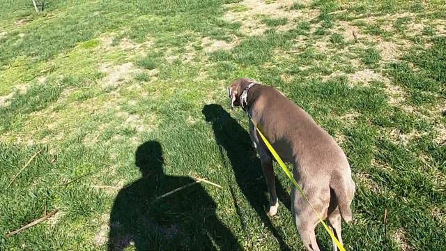 Dog goes for a walk [Weimaraner] смотреть онлайн