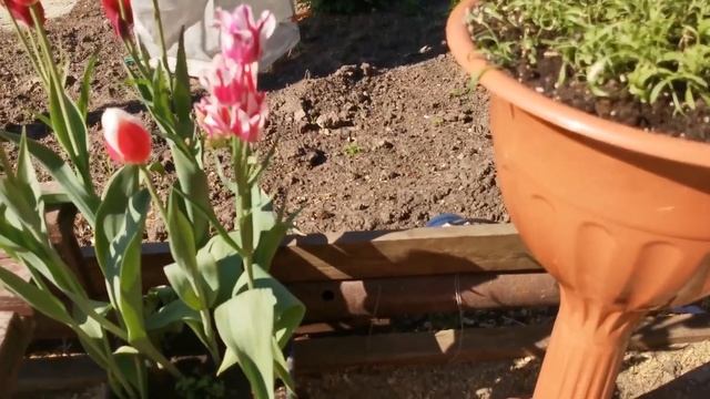 Контейнерное выращивание тюльпанов. Отличный результат ??? смотреть онлайн