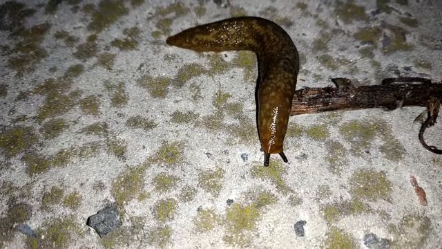 Улитка без раковины (слизень) ползёт по земле смотреть онлайн