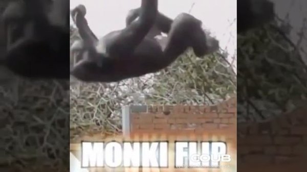 Monkey flip