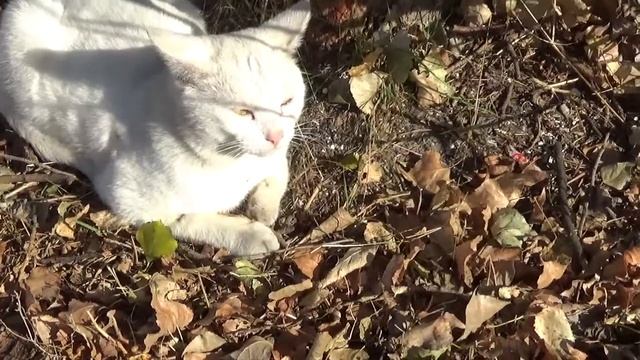 белый кот порода и смотреть белых котов смотреть онлайн