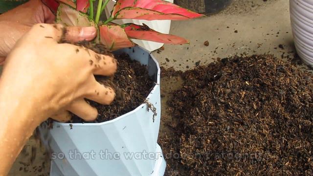 Red Aglaonema - Aglaonema Plant Care смотреть онлайн