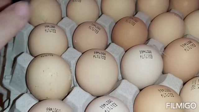 Часть 1. Яйцо кросса кобб-500. Что сделать перед закладкой