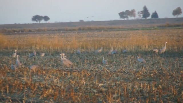 Канадские журавли смотреть онлайн