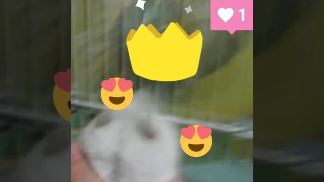 Королевский хомяк смотреть онлайн