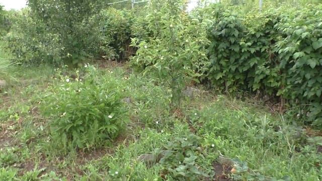 Поездка на дачу 17 июля 2022 год смотреть онлайн