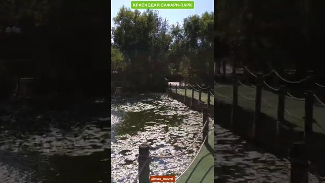 КРУТОЙ ЗООПАРК САФАРИ ПАРК | Сафари Парк | Все животные мира |Зоопарк | Краснодар | Надо побывать смотреть онлайн