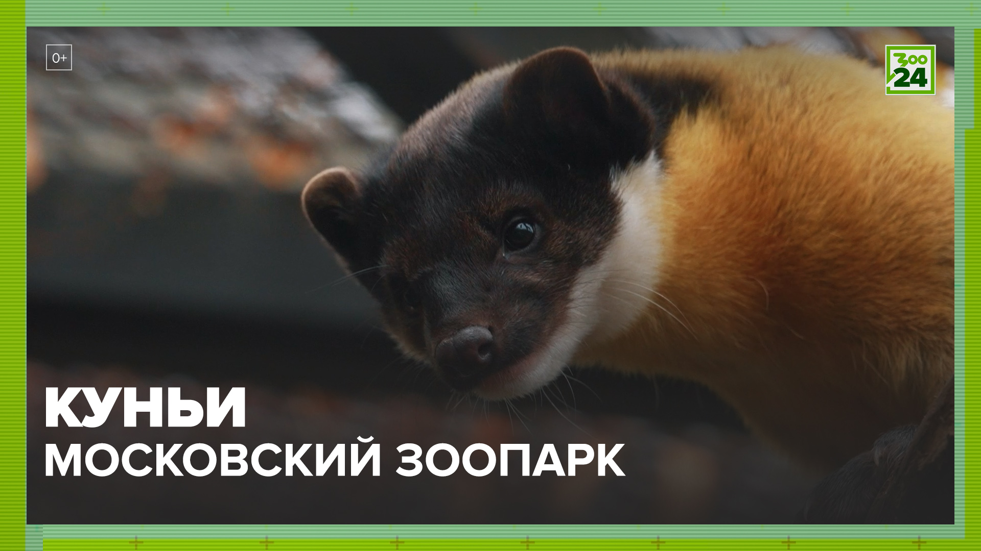 Куньи | Московский зоопарк | ЗОО 24 смотреть онлайн