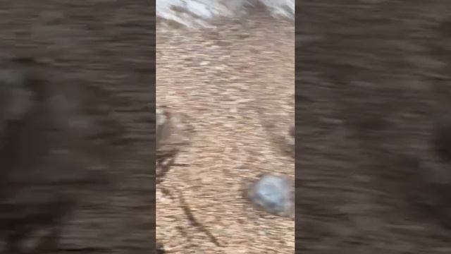 #море #медузы