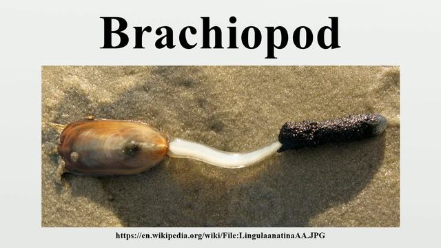 Brachiopod смотреть онлайн