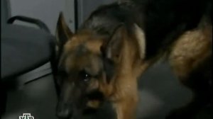 Возвращение Мухтара 2. Скорая помощь