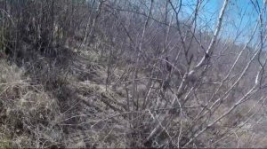 Телята на приваду волокам / ВЕСНА 2021 / ОХОТА НА ВОЛКА В БУРЯТИИ