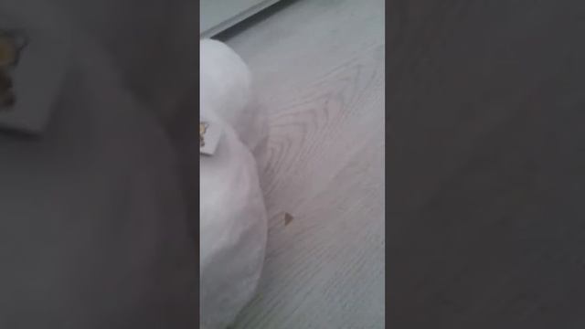 Моя игрушка Корги.Меня не будет с 12 марта по 18 марта.#подпишисьзайка#корги смотреть онлайн