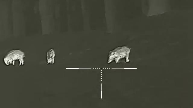 Thermo boar hunting at 25m, IRay Saim SCT 35, MAUSER M18 .308 Win. RWS EVO,@Petrhunter1 смотреть онлайн
