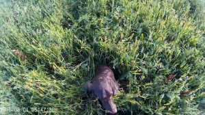 Охота с курцхааром на коростель. Курцхаар Грета. Охота с легавой на коростель, видео.