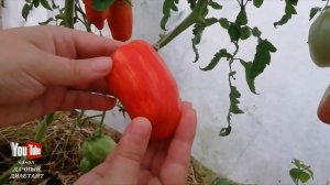 Обзор томатов: Искры пламени, Юбилейный Тарасенко, Банановые ноги.