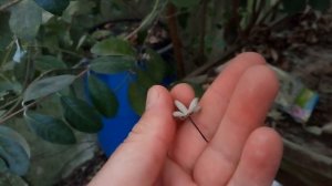 Как увеличить урожай фейхоа