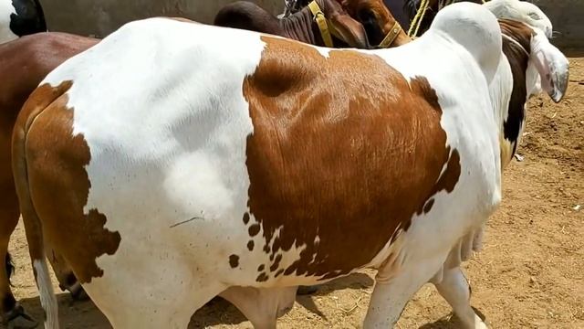 Malir Mandi 2020 Rates in LOCKDOWN | Cow Mandi 2020 Visit with AR Maani | Bakra Eid 2020 Qurbani Co смотреть онлайн
